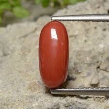 Red Coral photo